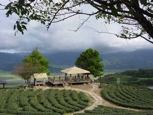 玉蘭茶園一景 攝影：小管
