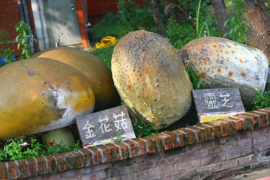 金花菇&靈芝 攝影：簡時強