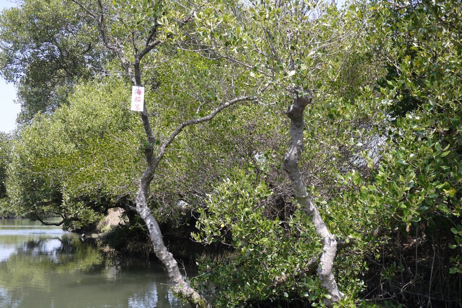 四草紅樹林綠色隧道 攝影：三井