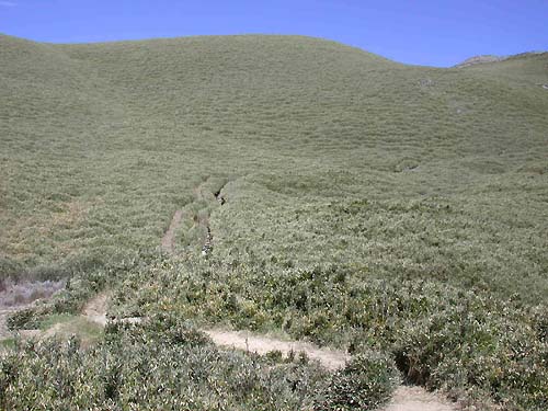 綠色地毯 攝影：阿英的登山小站