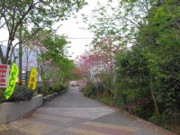 草坪頭玉山觀光茶園<br/> 攝影：Eva隨手拍