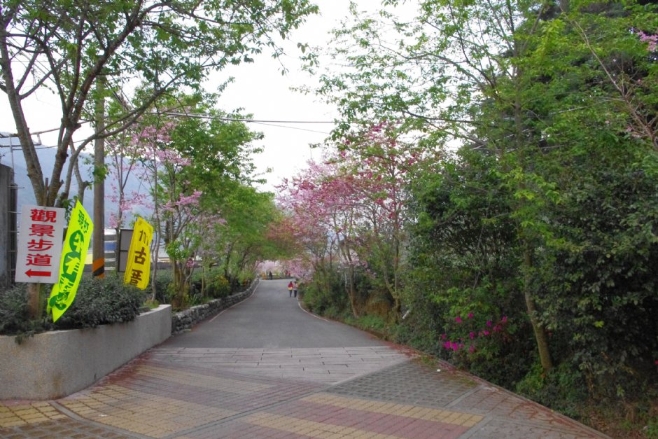 草坪頭玉山觀光茶園 攝影：Eva隨手拍