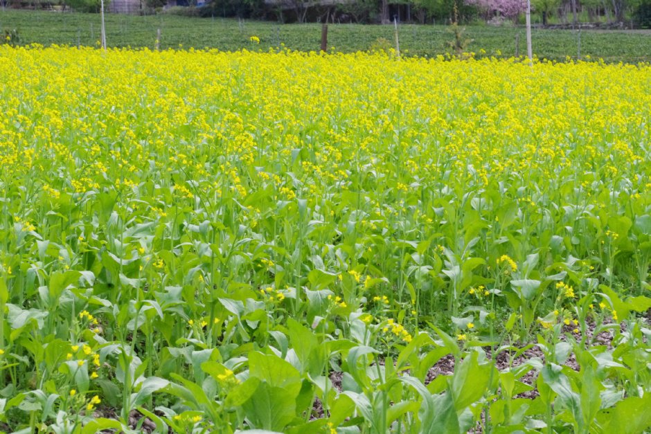 草坪頭玉山觀光茶園 攝影：Eva隨手拍