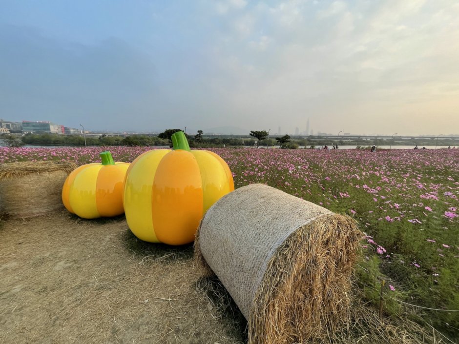 美堤河濱公園(2021年花海) 攝影：Eva隨手拍
