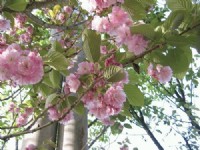 色彩繽紛的花朵<br/> 攝影：帶著相機去旅行