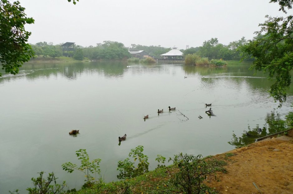 八德埤塘生態公園 攝影：Eva隨手拍