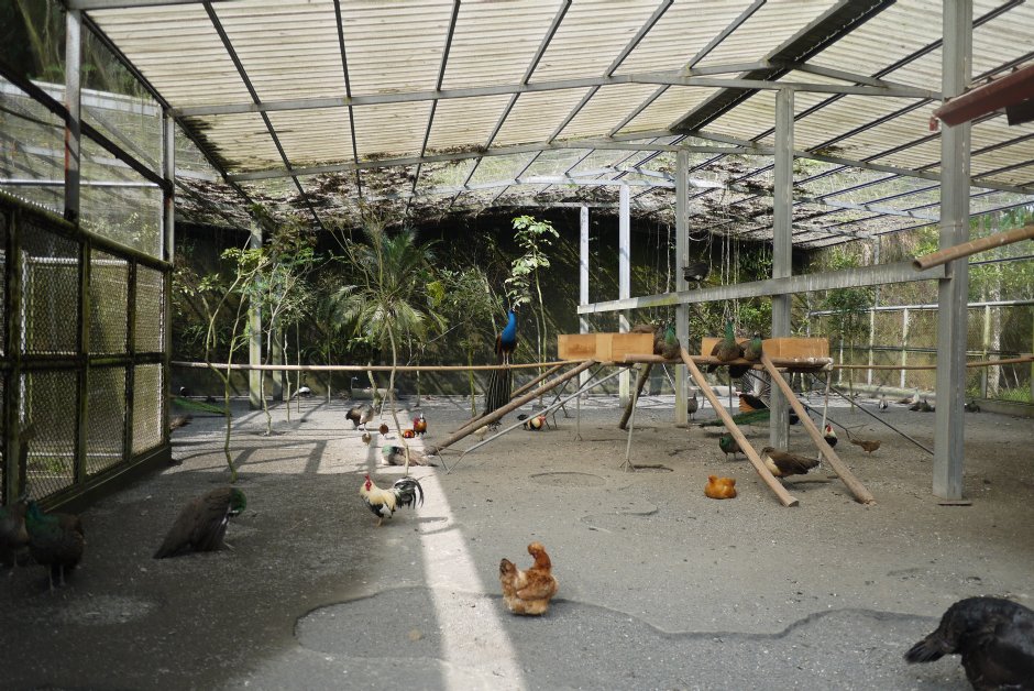 鳳凰谷孔雀園 攝影：三井