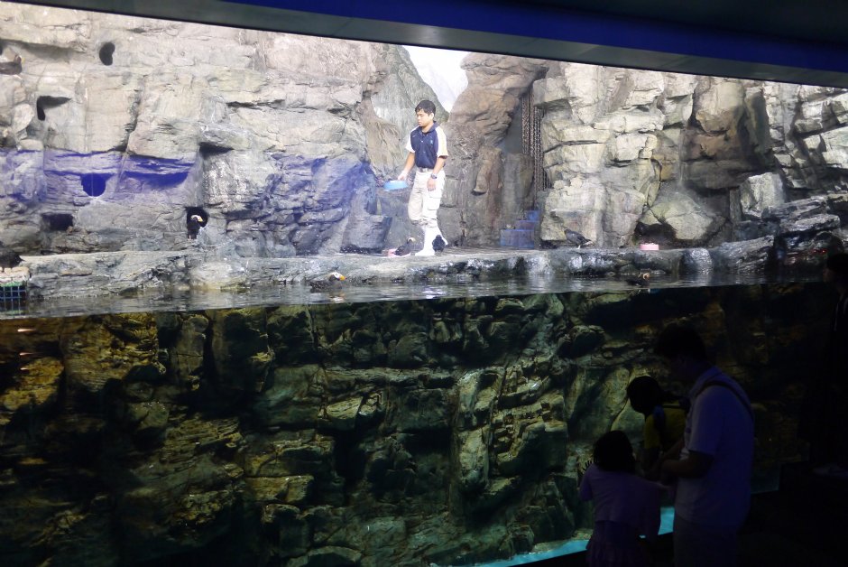 極地水域海鸚鵡水箱餵食秀 攝影：三井