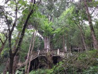 中國歷代神木園區(棲蘭神木園)<br/> 攝影：陳皮梅