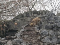 上海動物園<br/> 攝影：Crystal
