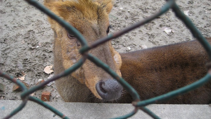 上海動物園 攝影：Crystal