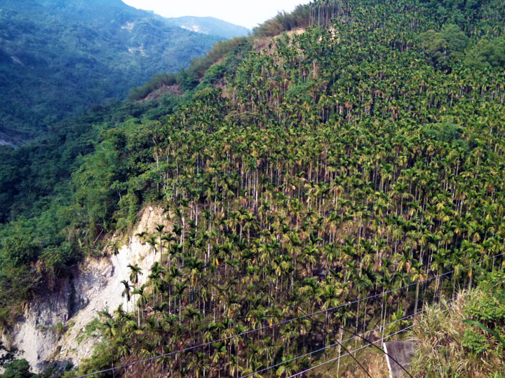 紅葉公園隔壁山坡遍植檳榔樹 攝影：林山景