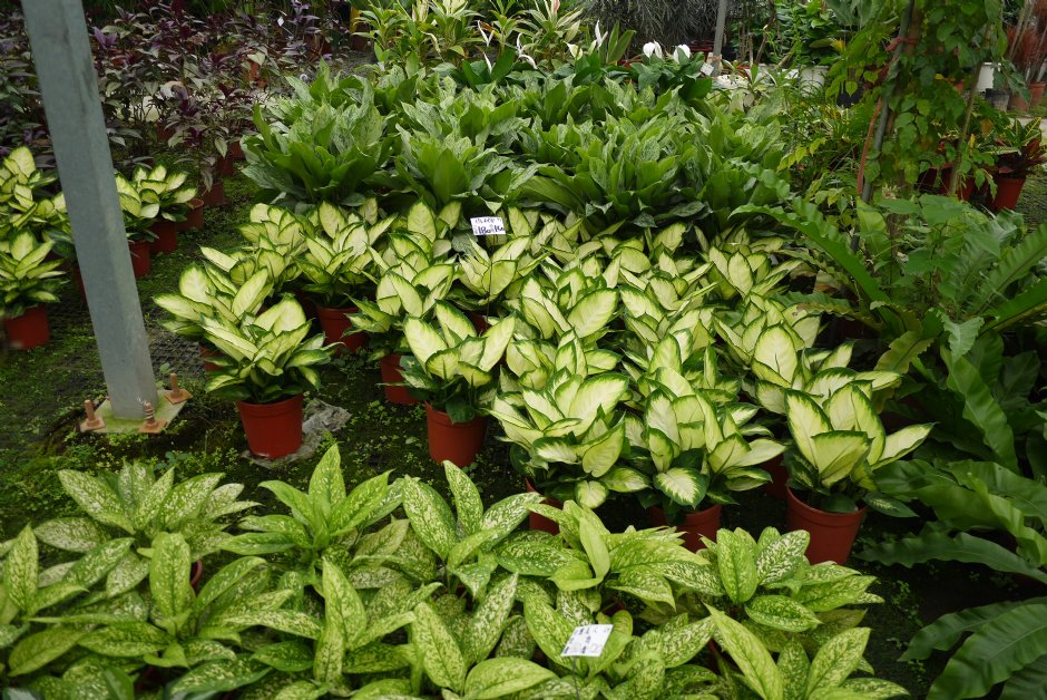 觀葉植物 攝影：三井
