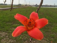 林初埤木棉花道<br/> 攝影：旅遊王攝影組