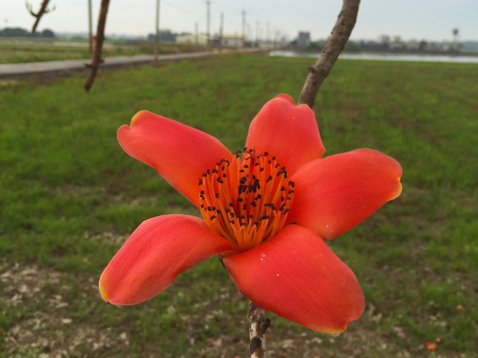 林初埤木棉花道 攝影：旅遊王攝影組
