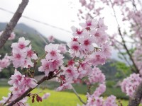 草坪頭玉山觀光茶園<br/> 攝影：Eva隨手拍