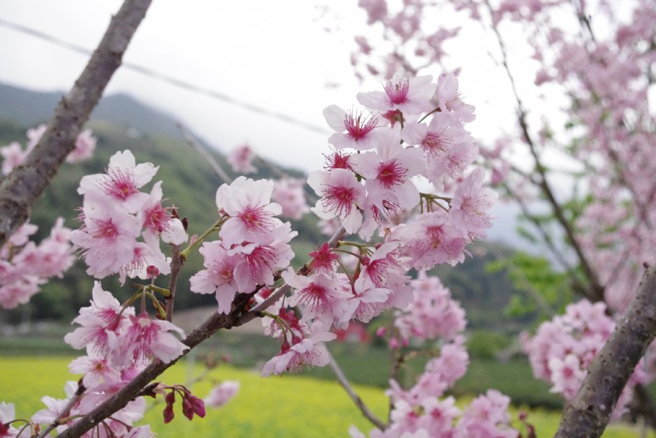 草坪頭玉山觀光茶園 攝影：Eva隨手拍