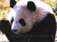 臥龍熊貓<br/> 攝影：四川旅遊信息網