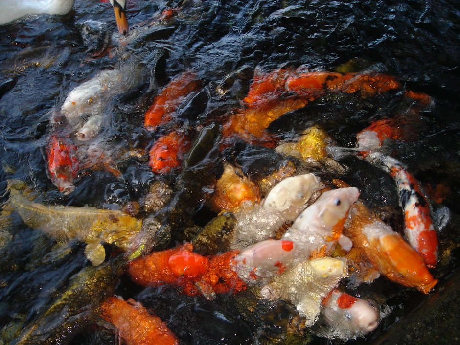 池中大魚 攝影：余燕鳳