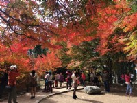 福壽山農場楓紅<br/> 攝影：Lu