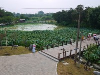 台南白河蓮花公園<br/> 攝影：三井