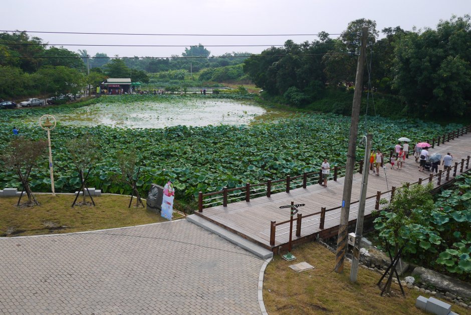 台南白河蓮花公園 攝影：三井