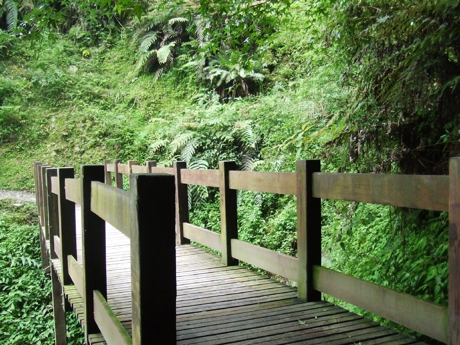 檜山巨木群步道 攝影：Lu