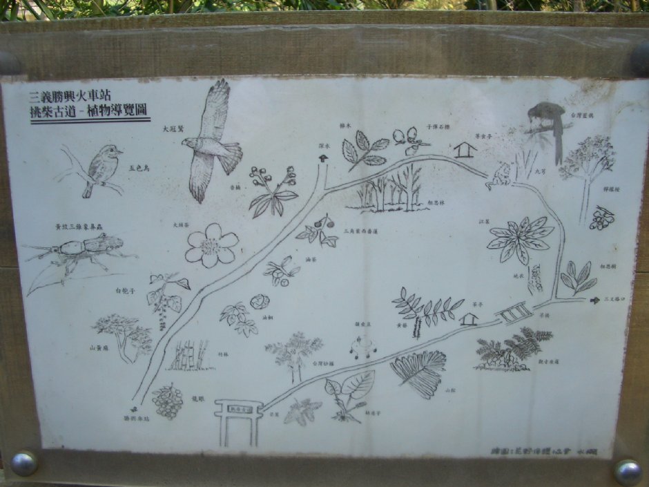 植物導覽圖 攝影：鄭瑄頤