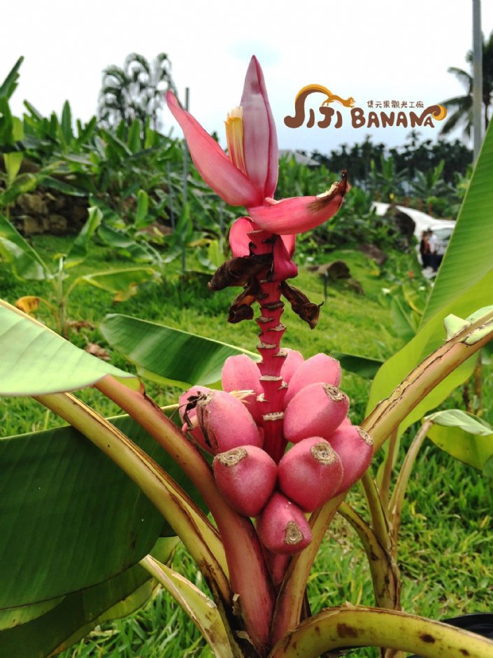 香蕉園 攝影：jijibanana集元果觀光工廠