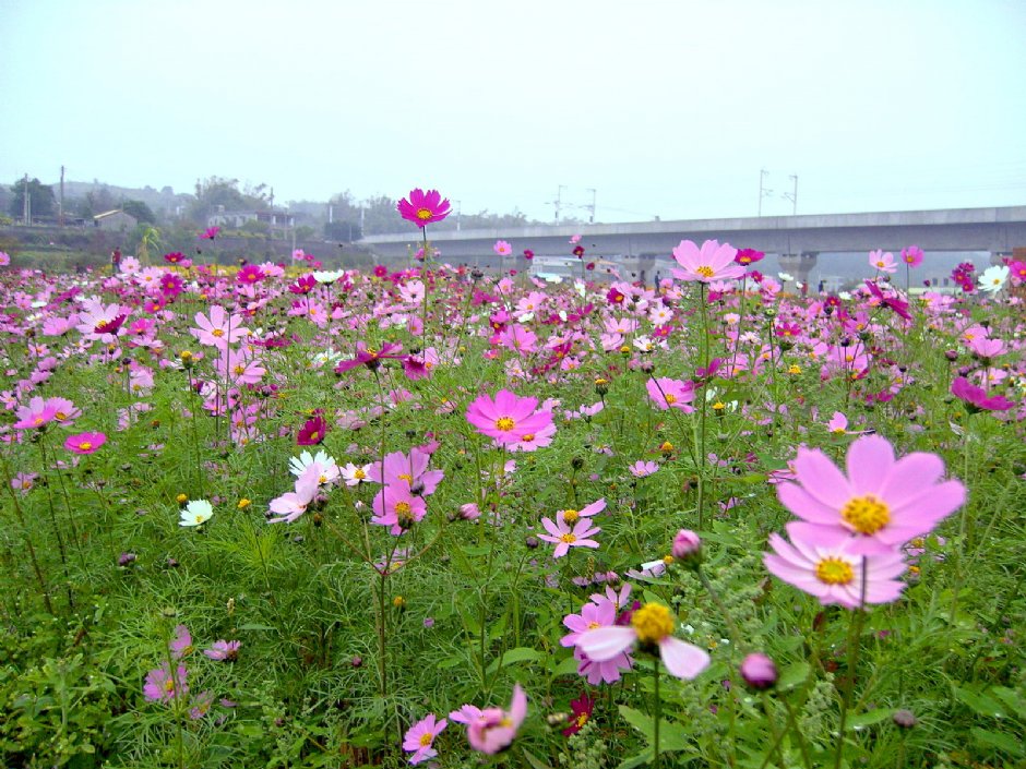 通宵金果乳香花海 摄影：Eva隨手拍