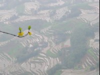 仙寓洞梯田<br/> 攝影：<a href=http://upts.network.com.tw/ target=blank>星盟旅行社</a>