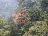 萬綠叢中一點紅<br/> 攝影：老山羊