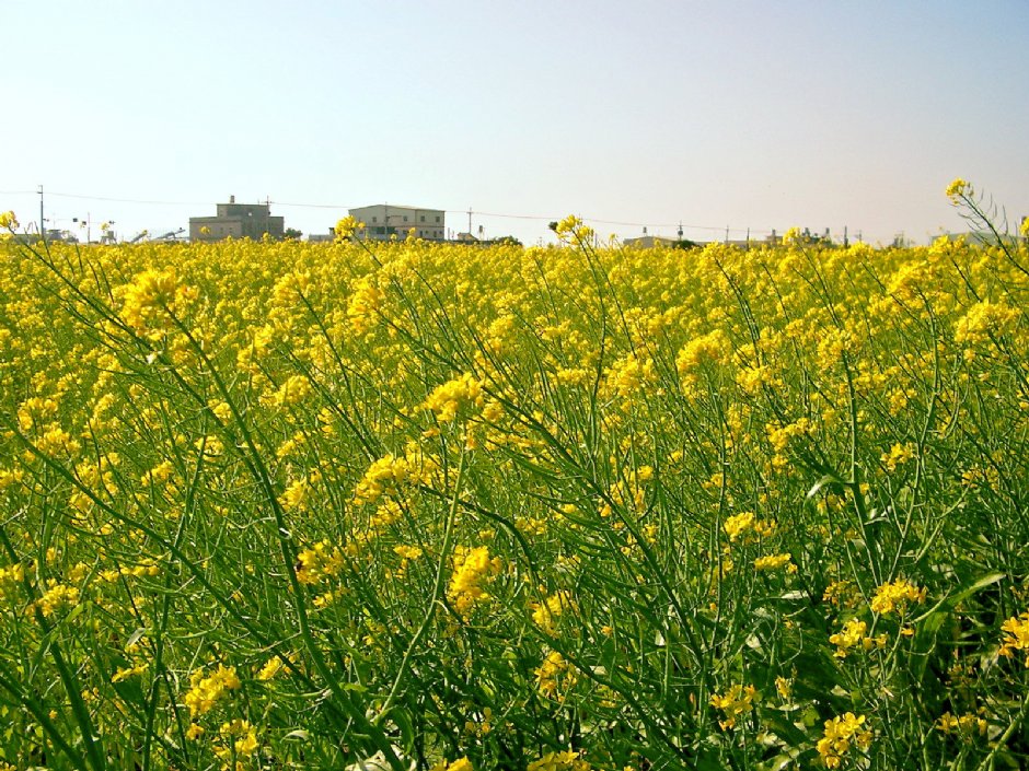 通宵油菜花 摄影：Eva隨手拍