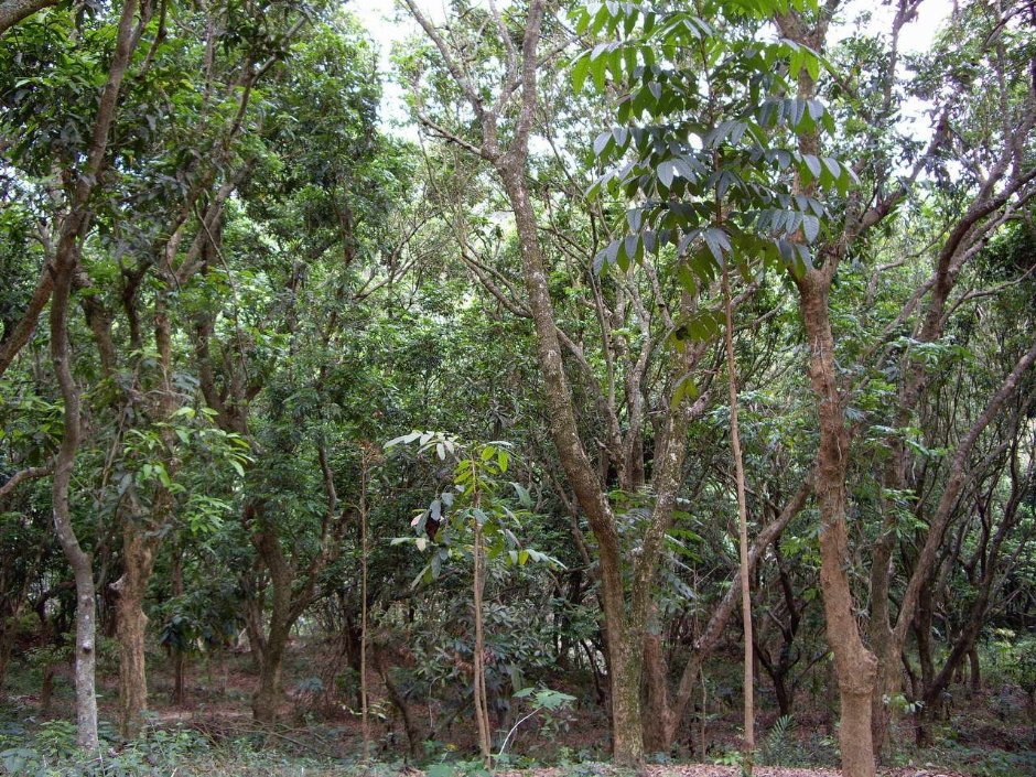 茂密的树林 摄影：老山羊資訊網