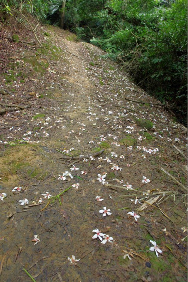 永和山水庫賞桐秘境 攝影：Eva隨手拍