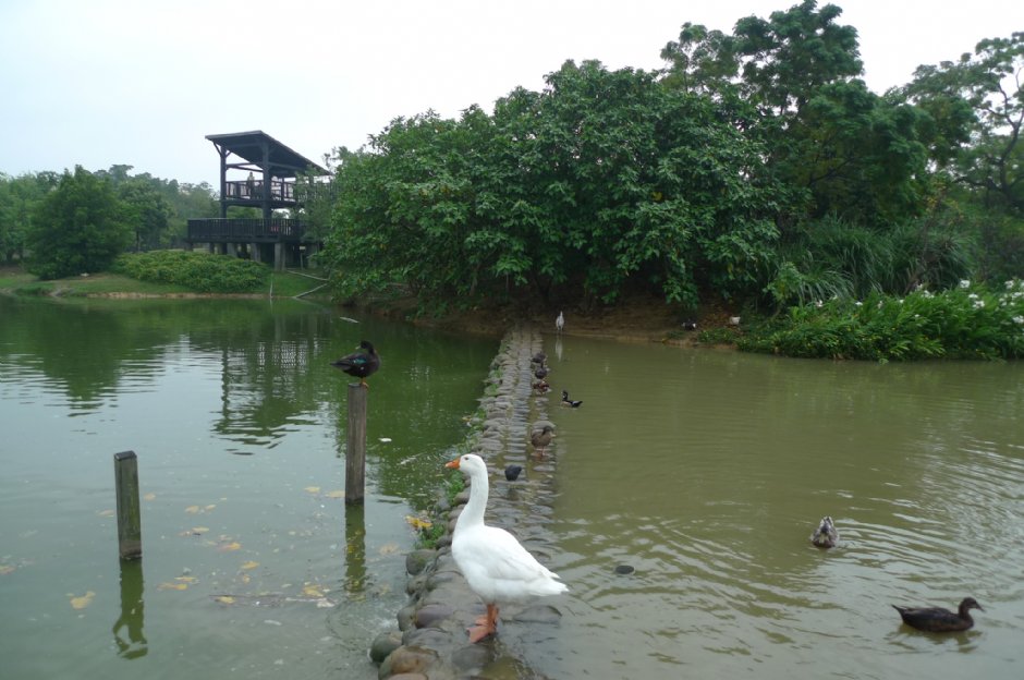 八德埤塘生態公園 攝影：Eva隨手拍