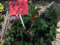 勞工公園假日花市<br/> 攝影：三井