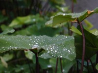 青年公園<br/> 攝影：xcatx