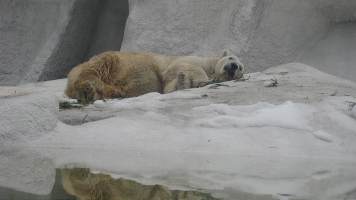 上海動物園 攝影：Crystal