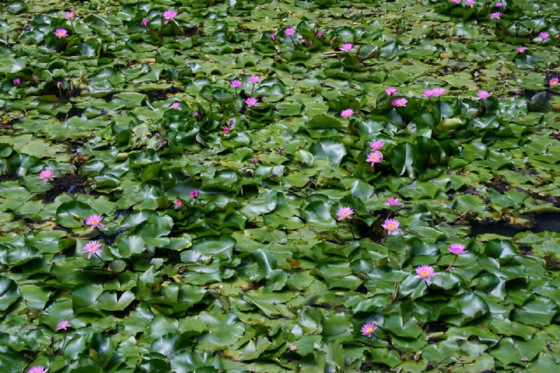 蓮花盛開 攝影：老山羊部落格