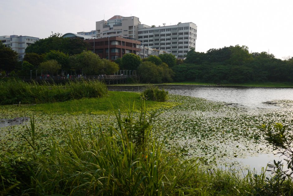鳥松濕地公園 攝影：三井