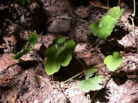 野生的植物<br/> 攝影：阿英的登山小站