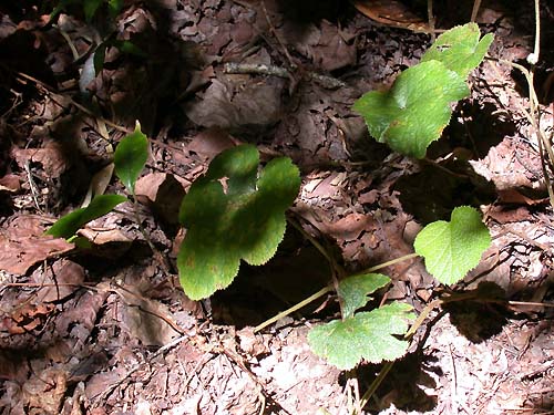 野生的植物 攝影：阿英的登山小站