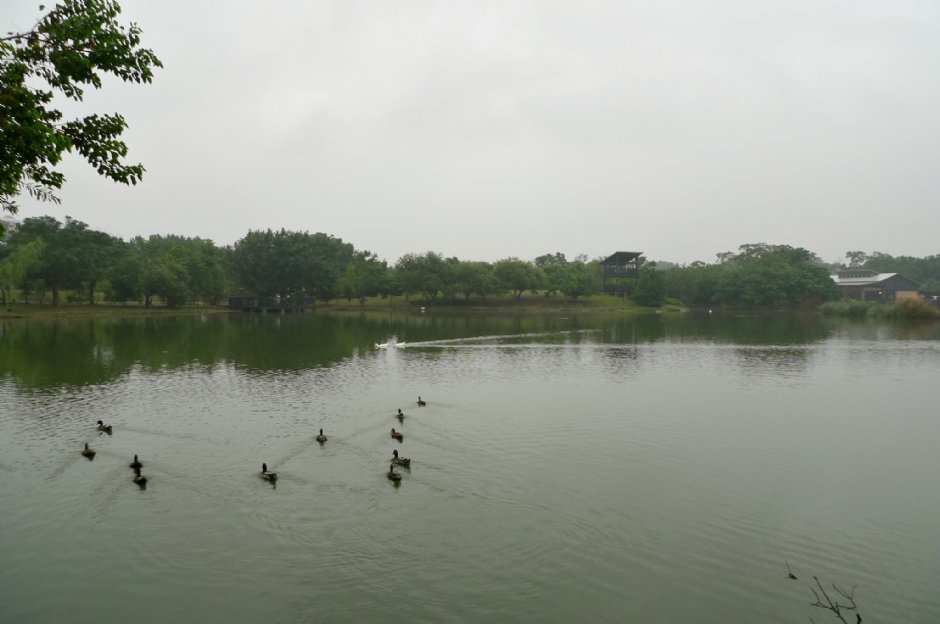 八德埤塘生態公園 攝影：Eva隨手拍
