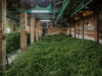 福源茶廠<br/> 攝影：桃園市政府觀光旅遊局 提供