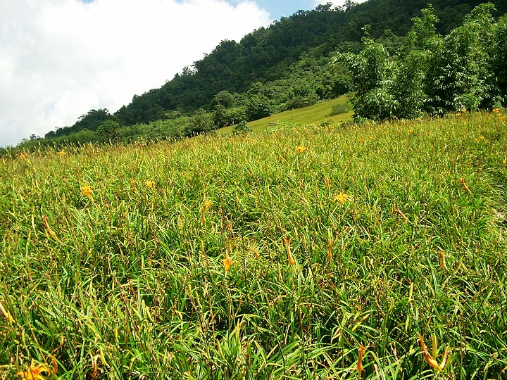 赤柯山金針花 攝影：Eva隨手拍