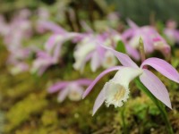 臺灣一葉蘭<br/> 攝影：台大山地實驗農場-南投梅峰