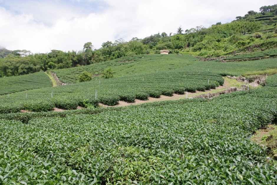 鄒族文化部落旁茶園 攝影：Eva隨手拍