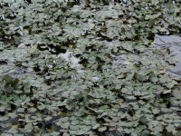 羅山大魚池 (2010.09 攝)<br/> 攝影：Eva隨手拍
