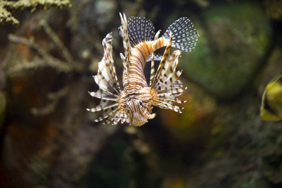 澎湖水族館獅子魚 攝影：澎湖水族館
